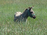 MiB-Fahrt vom 13. bis 17.05.2015 Groesbeek 51